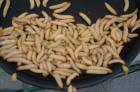Wachsraupen Wachsmaden Honigmaden Bienenmaden