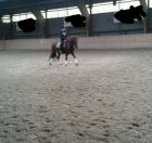 Suche ein pferd zum reiten