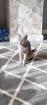 Russisch Blau Kitten